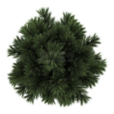 白色,松树,风景,黑色,分离着色,白色背景,背景分离,一个物体,图像,云杉