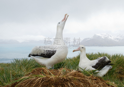 漂泊信天翁,动物的巢,一对,南乔治亚岛,信天翁,自然,野生动物,水平画幅,无人,蓝色