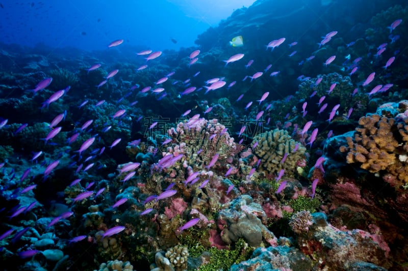 异唇花鲈,厚唇拟花鲈,anthias fish,塔西提岛,法国海外领土,野生动物,水平画幅,无人,水下,野外动物