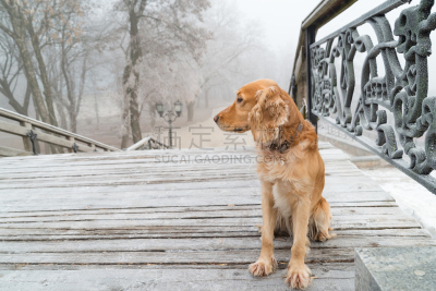 狗,台阶楼梯,秋天,派克大街,可爱的,梗犬,狗链,灰色,肖像,雪