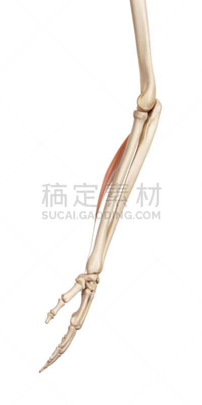 桡侧腕屈肌,生物学,白色背景,背景分离,准确,垂直画幅,全景,图像,计算机制图