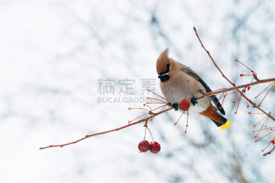 连雀,天空,美,水平画幅,鸟类,户外,特写,雪松连雀,北美歌雀,俄罗斯