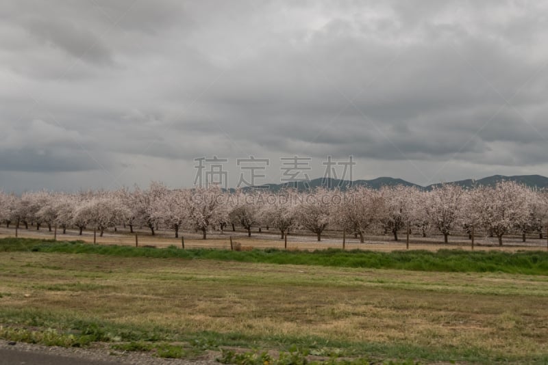 圣加金河谷,果园,水平画幅,绿色,枝繁叶茂,无人,园艺,户外,加利福尼亚,草