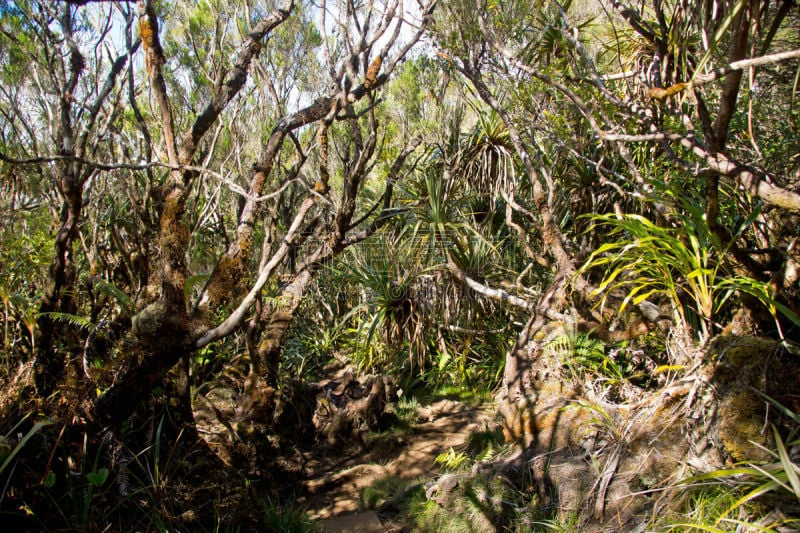 留尼汪（法属）,雨林,留白,水平画幅,无人,火山地形,苔藓,马法提环岛,阴影,户外