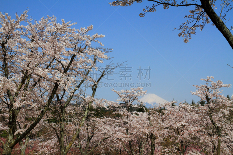 富士山,樱桃树,樱之花,不,伊东,伊豆半岛,樱花节,自然,水平画幅,雪