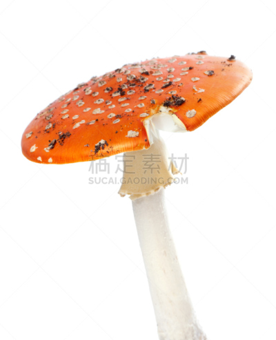 毒蝇菇,白色背景,红色,分离着色,伞形毒菌,毒蘑菇,垂直画幅,无人,斑驳的,特写