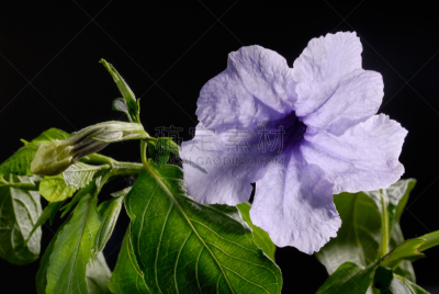 路边,仅一朵花,hypoestes,外来物种,自然,植物,水平画幅,无人,紫色,摄影