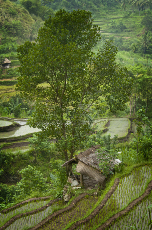 巴厘岛,自然美,卡兰葛森地区,垂直画幅,水,山,无人,户外,水稻梯田,草