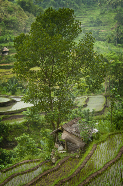 巴厘岛,自然美,卡兰葛森地区,垂直画幅,水,山,无人,户外,水稻梯田,草