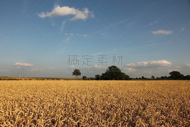 蓝色,小麦,田地,天空,熟的,非都市风光,水平画幅,地形,景观设计