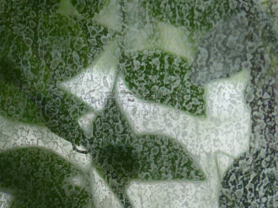 叶子,植物,水平画幅,枝繁叶茂,无人,法国,隐私分区,摄影