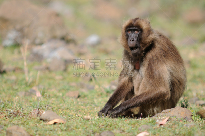 狮尾狒狒,草,塞米恩山脉,狒狒,埃塞俄比亚,非洲之角,野生动物,水平画幅,无人,食草动物