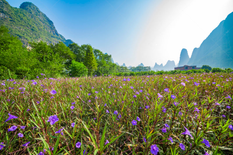 桂林,广西壮族自治区,中国,地形,山,植物群,漓江,侧面视角,背景,阳朔县