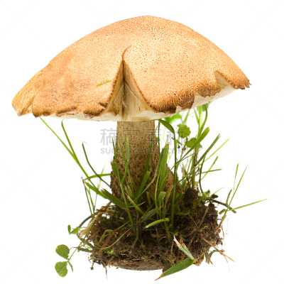 白色,蘑菇,白桦,分离着色,菌丝,胡椒牛肝菌,褐色,素食,苔藓,生食