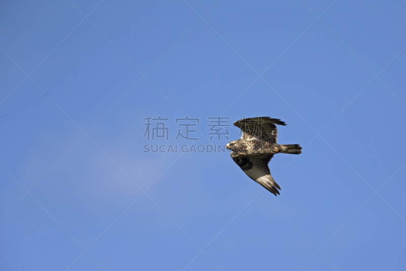 腿上生羽毛的鹰,天空,野生动物,美国,食肉鸟,水平画幅,欧洲,鸟类,秃鹰,半空中
