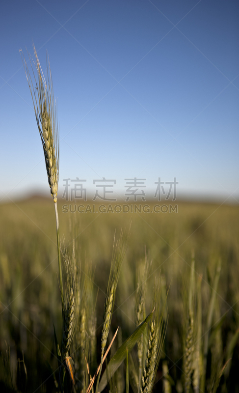 小麦,茎,垂直画幅,夏天,户外,特写,稻草,农作物,田地,植物