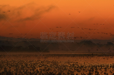 沼泽,长春花属,水,水平画幅,无人,鸟类,早晨,水库,户外,水禽