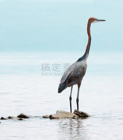 湖,岩石,巨鹭,水边,垂直画幅,水,美,机敏,鸟类,巨大的