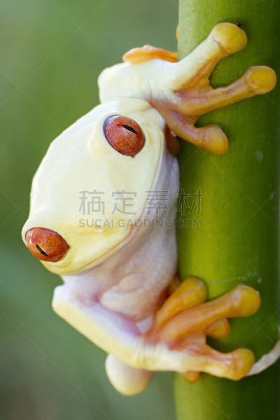 红眼树蛙,白化病者,树蛙,自然,垂直画幅,野生动物,可爱的,无人,色彩鲜艳,青蛙