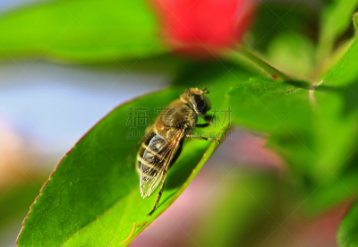 两翼昆虫,野外动物,蚜虫,自然,水平画幅,无人,户外,水滴,田地,蜂蜜