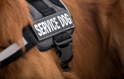 服务犬,导盲犬,盲人,动物,金毛寻回犬,水平画幅,小狗,犬科的,宠物,援助之手