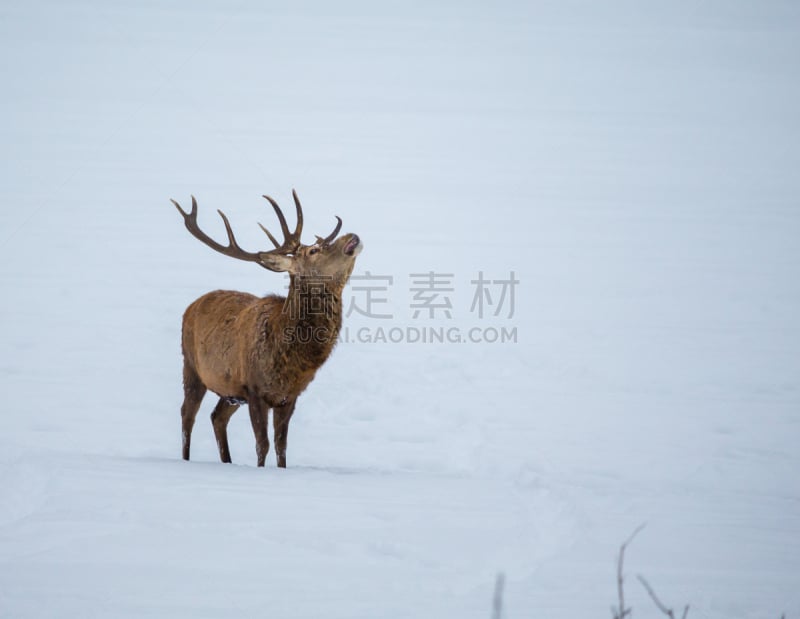 雪,驼鹿,地形,国内著名景点,野生动物,环境,雄性动物,公园,加拿大,哺乳纲