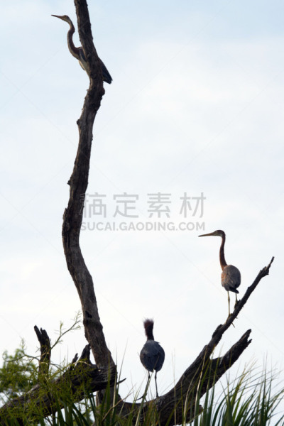鸟类,美洲鳄养殖场,林鹳,圣奥古斯丁,筑巢处,琵鹭,白鹭,苍鹭,垂直画幅,美国