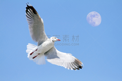 海鸥,月球,风,野生动物,水平画幅,无人,鸟类,野外动物,燕鸥,自然美