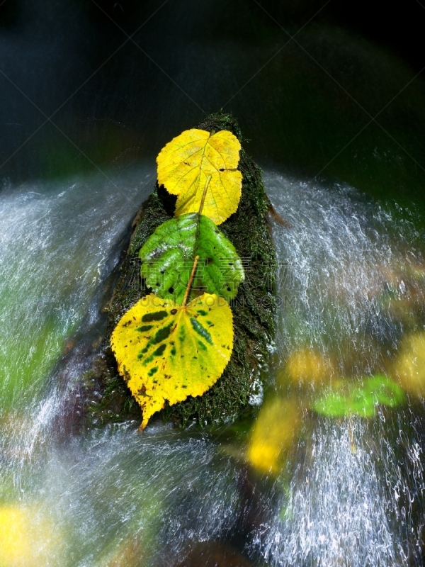 叶子,桤树,三胞胎,湍急的,黄色,绿色,坐船遇难的人,垂直画幅,腐烂,行动