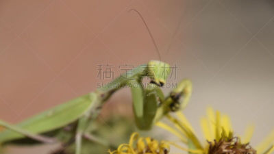 螳螂,雌性动物,昆虫,有颚昆虫,动物牙齿,生物学,背景分离,食品,野生动物,肖像