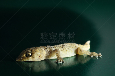 壁虎,灰色,褐色,野生动物,水平画幅,特写,充满的,红色,反射,上升