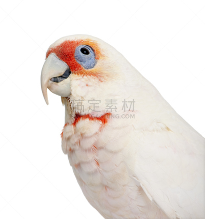 长嘴凤头鹦鹉,垂直画幅,灰色,粉红凤头鹦鹉,橙色,无人,美冠鹦鹉,长尾鹦鹉,鸟类,鹦鹉