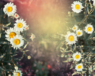 自然,背景,边框,仅一朵花,色彩鲜艳,自然美,春天,植物,蜜蜂,2015年