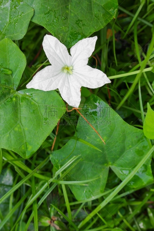 常春藤,葫芦,叶子,水滴,水,白色,垂直画幅,无人,维生素,充满的