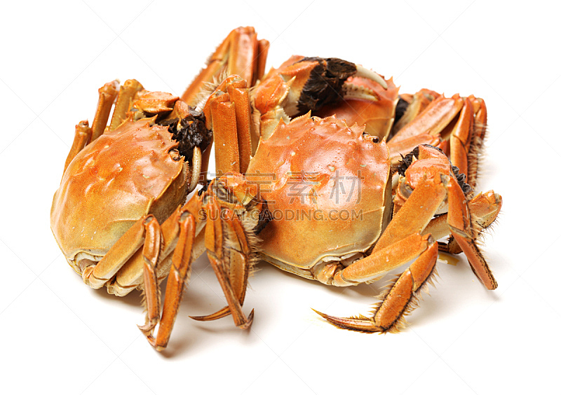 Cooked crab isolated in white background