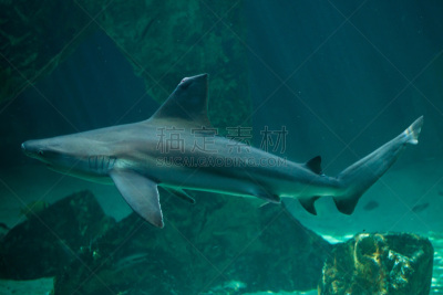 铅色真鲨,水,水平画幅,大西洋,水下,鲨鱼,野外动物,热带气候,水族馆,鱼类