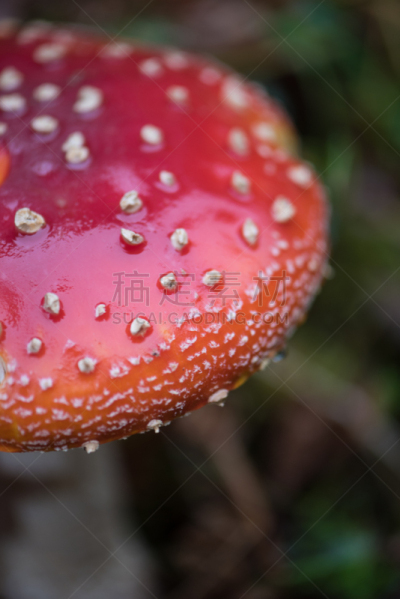 特写,有毒生物体,蘑菇,叶子,鹅膏菌,死亡的植物,与众不同,伞形毒菌,毒蘑菇,垂直画幅