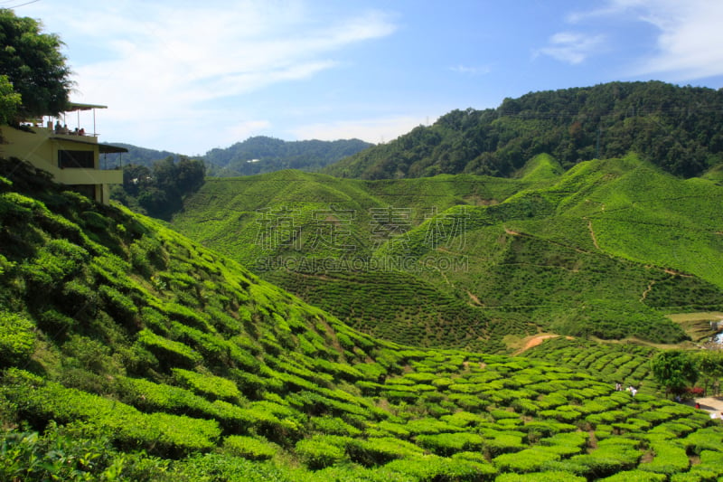 茶树,天空,式样,彭亨州,咖啡馆,水平画幅,绿色,山,无人,蓝色