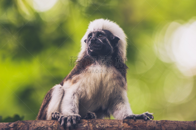 cotton-top tamarin,野生动物,水平画幅,新加坡,绿色,无人,动物,灵长目,动物园,摄影