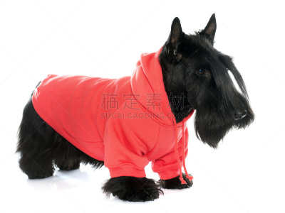 衣服,梗犬,穿衣服,纯种犬,水平画幅,白色背景,长袖衫,背景分离,雄性动物,黑色