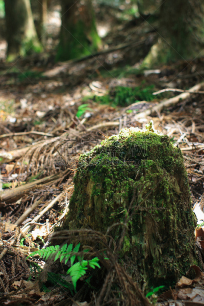苔藓,相模原,神奈川县,生态多样性,垂直画幅,水,美,公园,枝繁叶茂,无人