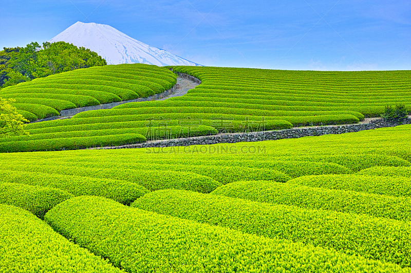 富士山,茶树,清新,绿色,绿茶,茶,农场,叶绿素,静冈县,天空