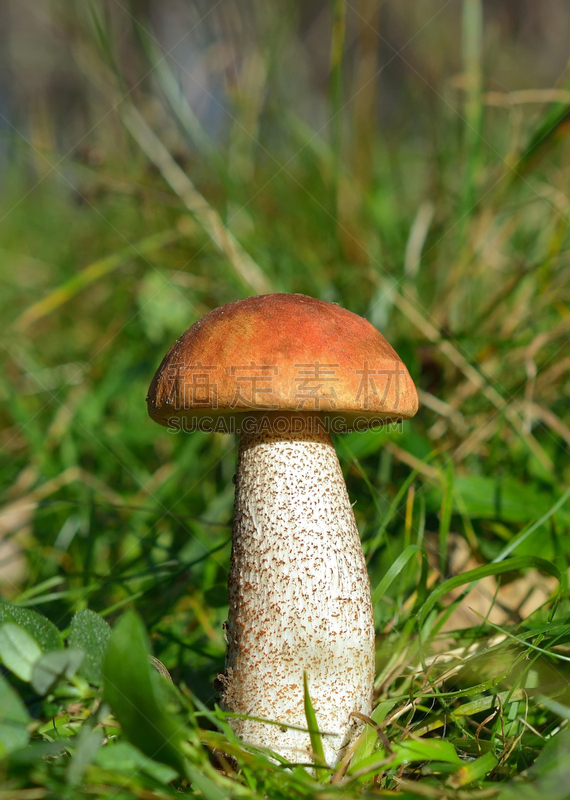 蘑菇,美味牛肝菌,垂直画幅,褐色,素食,无人,户外,草,特写,真菌