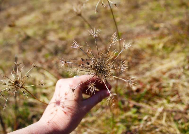 干的,胡萝卜,花边,品牌名称,queen annes lace,鹭管鱼,欧洲赤松,健康保健,草本,药