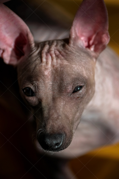 美国无毛猎狐犬,特写,狗,肖像,青铜,垂直画幅,正面视角,褐色,注视镜头,梗犬