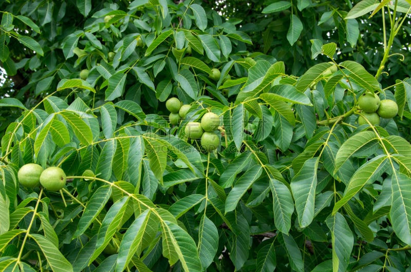 清新,胡桃,坚果,果园黄鹂,植物属性,水平画幅,素食,营养学家,胡桃木,生食