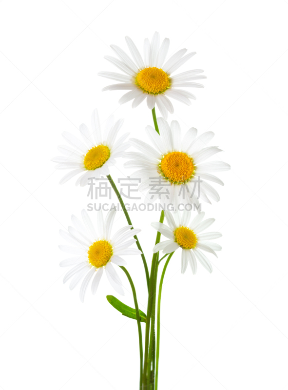 春白菊花,白色背景,花束,分离着色,健康保健,清新,背景分离,药,非洲雏菊,春天