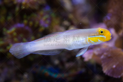 虾虎鱼,自然,水,野生动物,热带鱼,水平画幅,印度洋,indopacific ocean,水下,野外动物