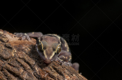 壁虎,西高止山脉,季候风,美,水平画幅,山,夜晚,无人,早晨,夏天