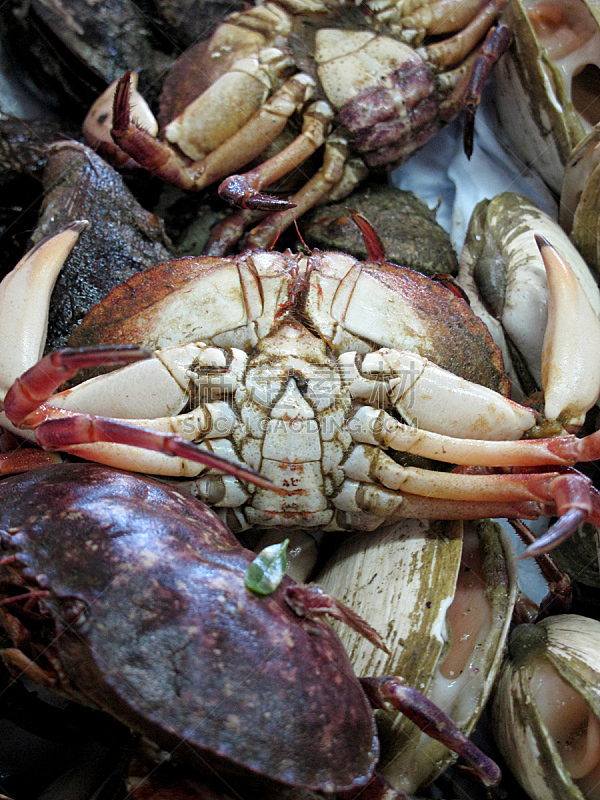 螯虾,巨大的,活力,动物围栏,龙虾,垂直画幅,煮食,爪子,海产,动物身体部位